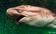 ＪＡＷＳ？