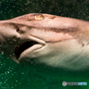 ＪＡＷＳ？