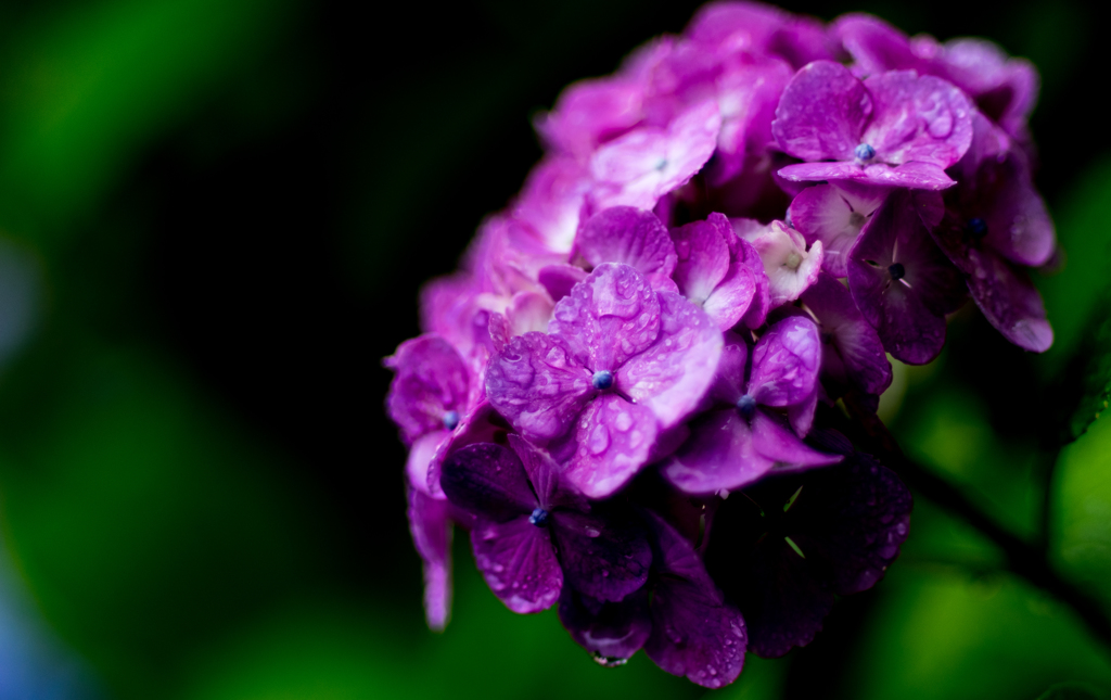 雨に映える紫陽花
