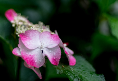 雨に映える紫陽花 Ⅳ