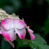 雨に映える紫陽花 Ⅳ