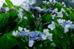 雨に映える紫陽花 Ⅴ