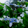 雨に映える紫陽花 Ⅴ