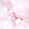 曇り空の桜