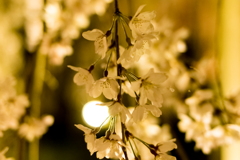 夜桜