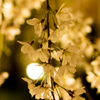 夜桜