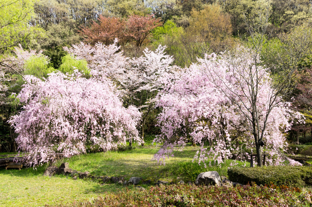 足羽山の桜