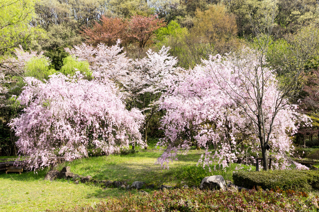 足羽山の桜