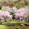 足羽山の桜