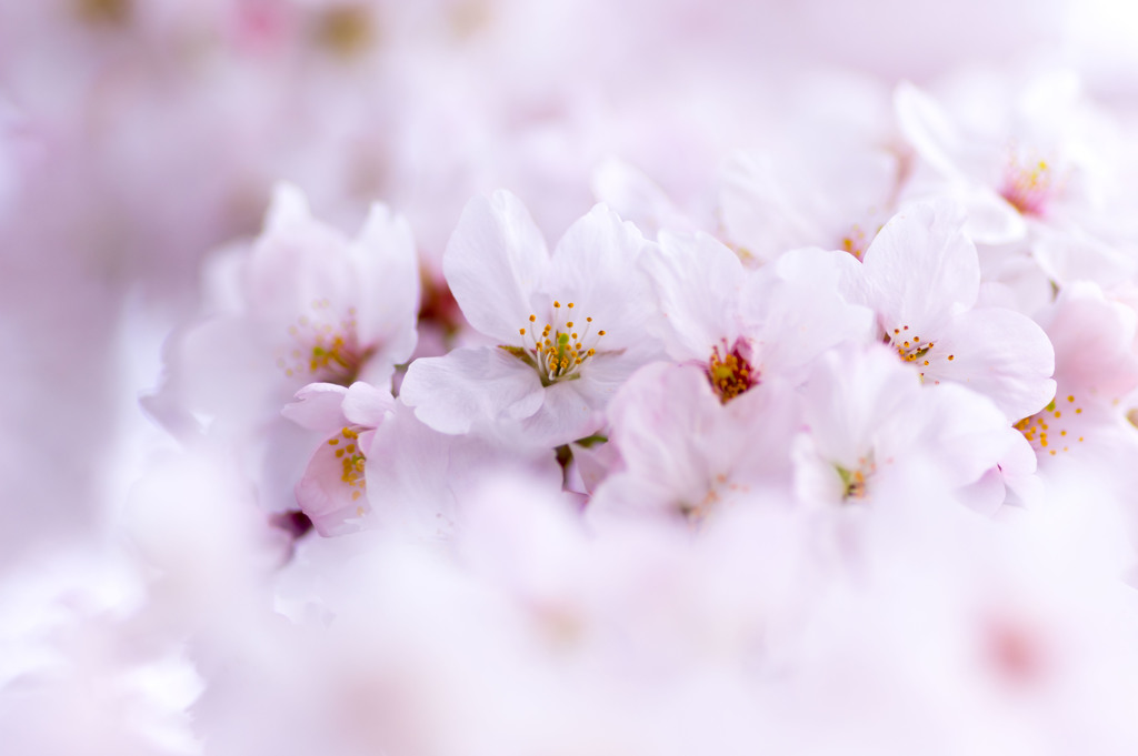 桜　2017