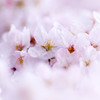 桜　2017