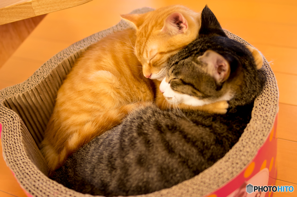 猫カフェ3