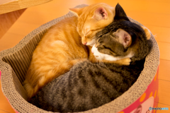 猫カフェ3