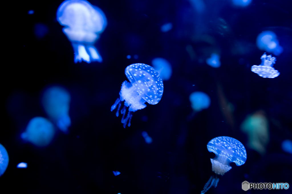 水族館　クラゲ