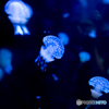 水族館　クラゲ