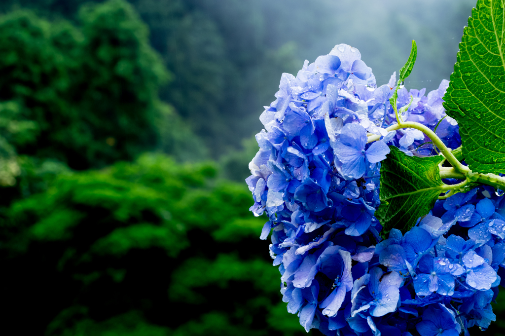 霧雨に映える紫陽花