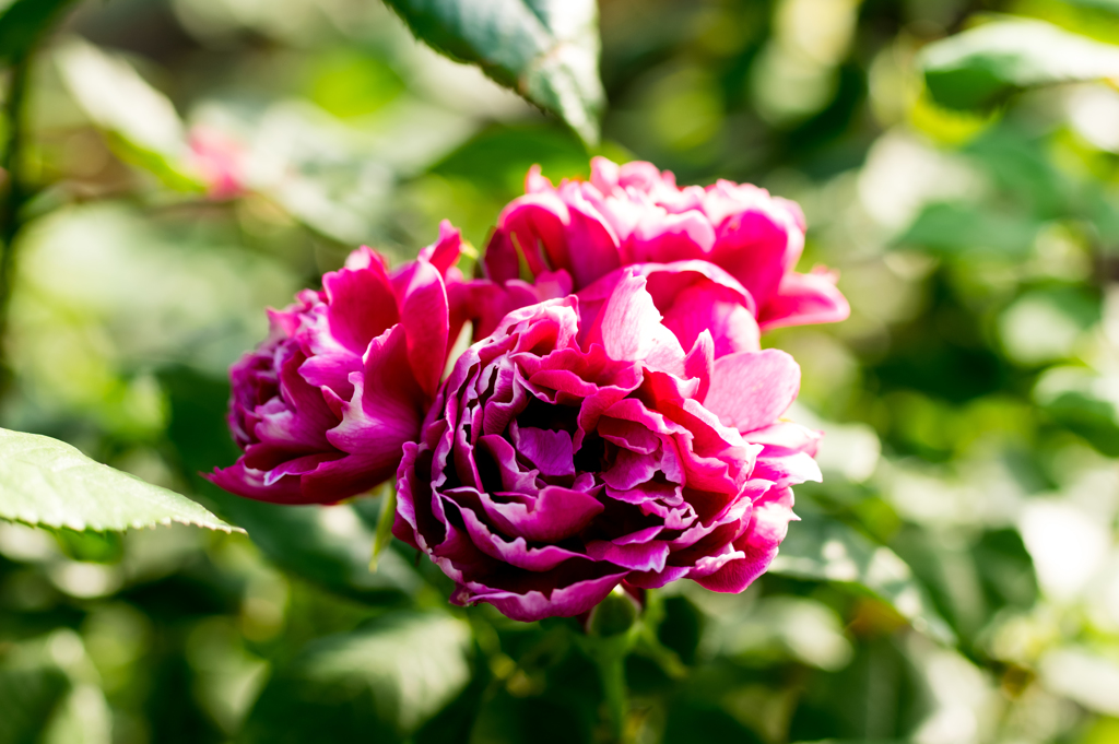 ユリの里公園の薔薇