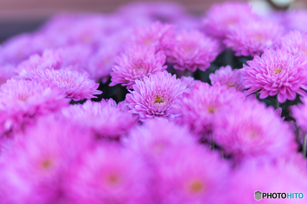 ＰＩＮＫ