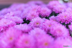 ＰＩＮＫ