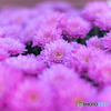 ＰＩＮＫ