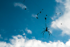 Cloud and Spider