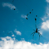 Cloud and Spider