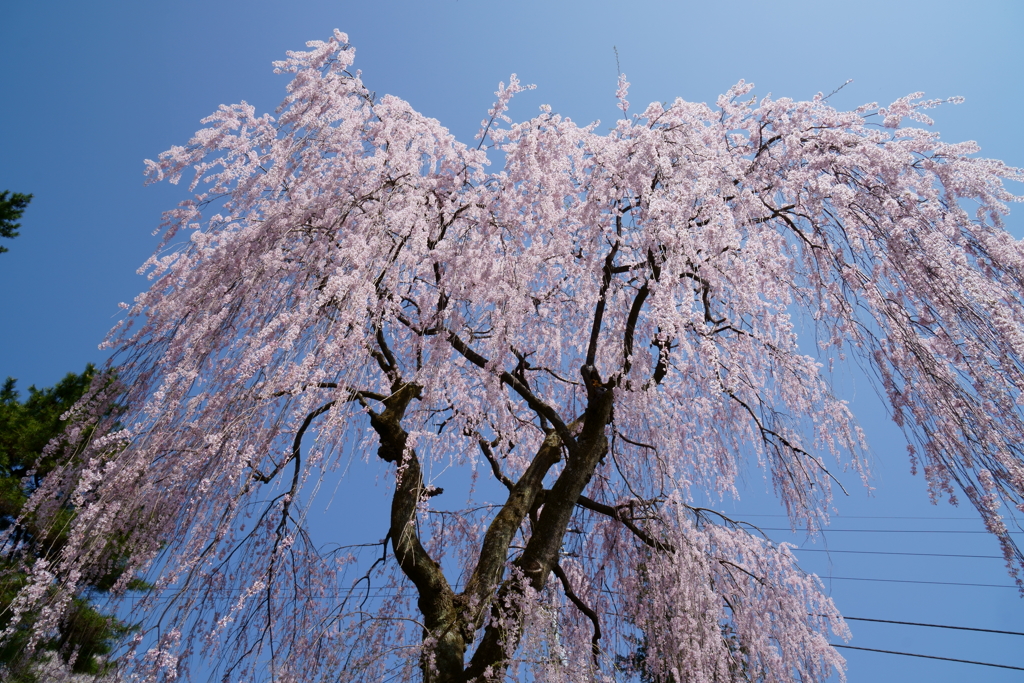 妙義神社の枝垂桜