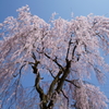 妙義神社の枝垂桜