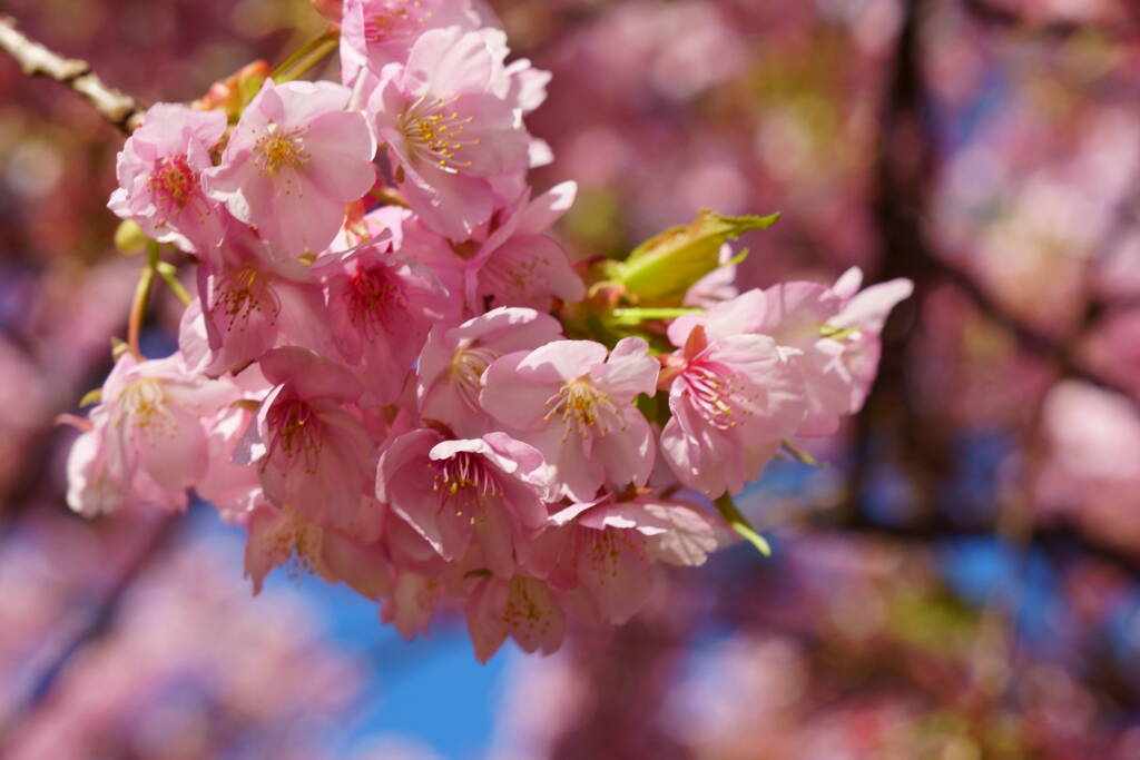 伊豆 河津桜まつり