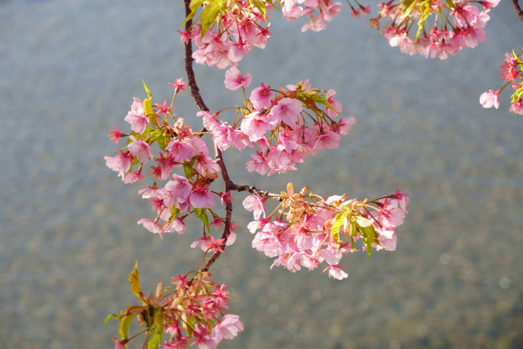 伊豆 河津桜まつり