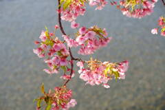 伊豆 河津桜まつり