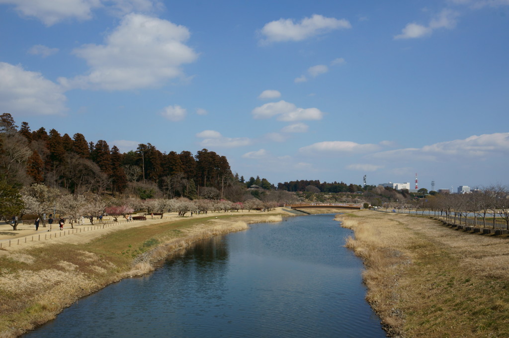 水戸の梅まつり 偕楽園