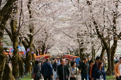 赤城南面千本桜まつり