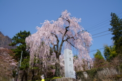 妙義神社の枝垂桜