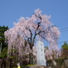妙義神社の枝垂桜