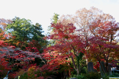 高尾山の紅葉