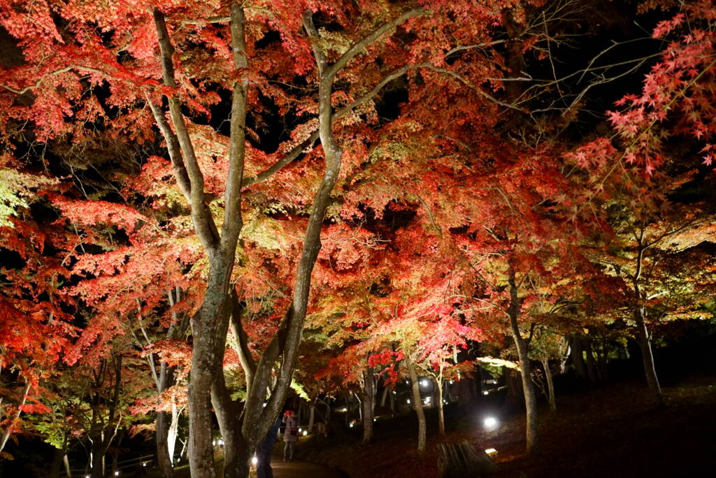 修善寺 虹の郷のライトアップ