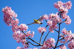 三浦海岸桜まつり