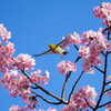 三浦海岸桜まつり