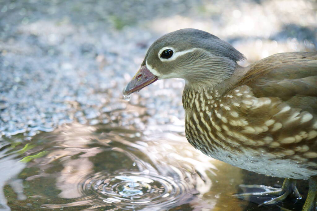 伊豆シャボテン公園