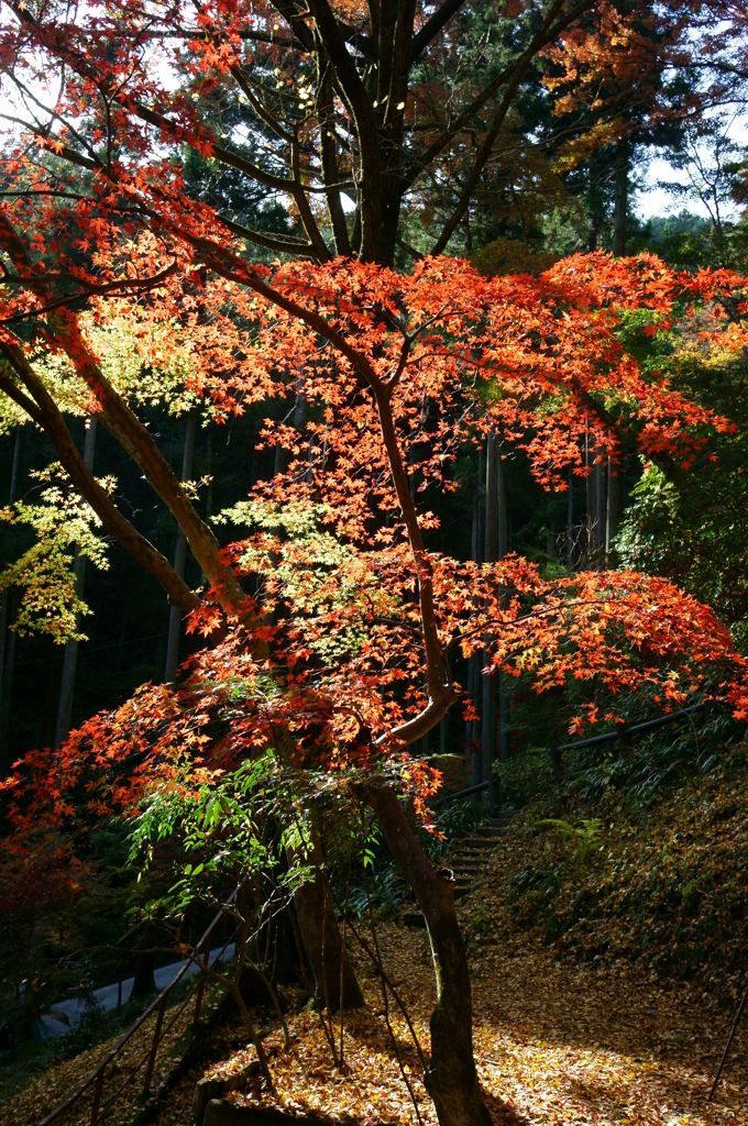 紅葉