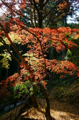 紅葉
