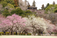 水戸の梅まつり