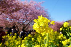 伊豆 河津桜まつり