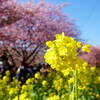 伊豆 河津桜まつり