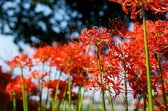 彼岸花