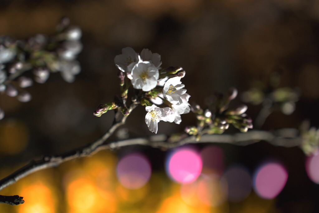 夜桜