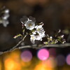 夜桜