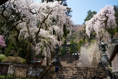 妙義神社の枝垂桜