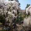 妙義神社の枝垂桜